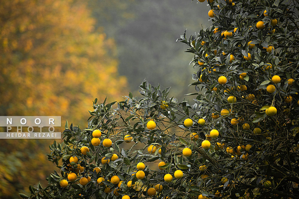 طبیعت پائیزی جنگل دالخانی و نمک آبرود
