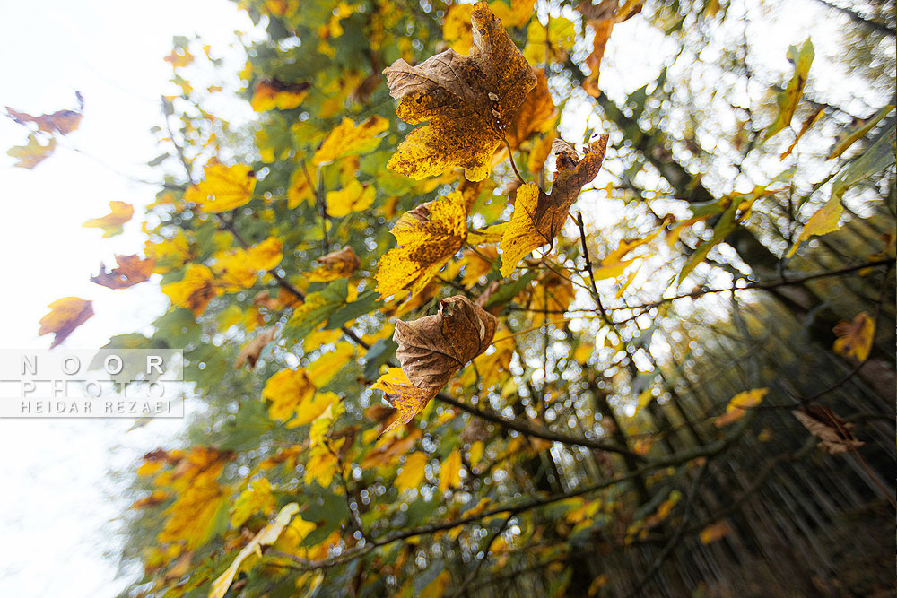 طبیعت پائیزی جنگل دالخانی و نمک آبرود
