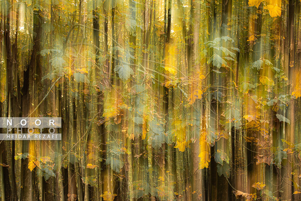 طبیعت پائیزی جنگل دالخانی و نمک آبرود