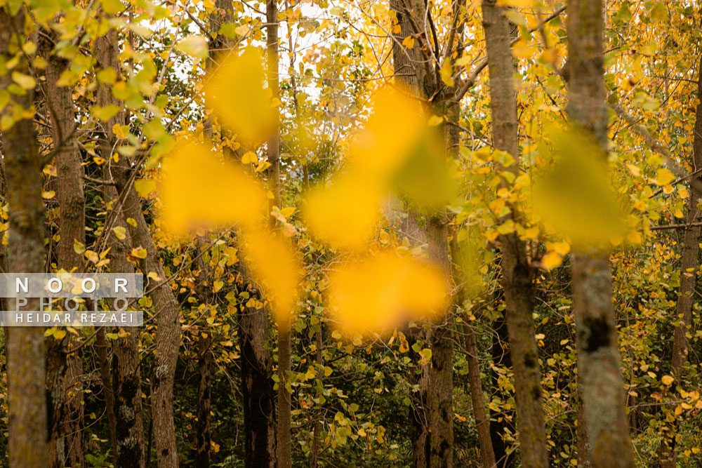 طبیعت پائیزی جنگل دالخانی و نمک آبرود