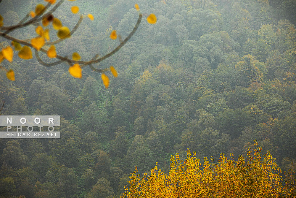 طبیعت پائیزی جنگل دالخانی و نمک آبرود
