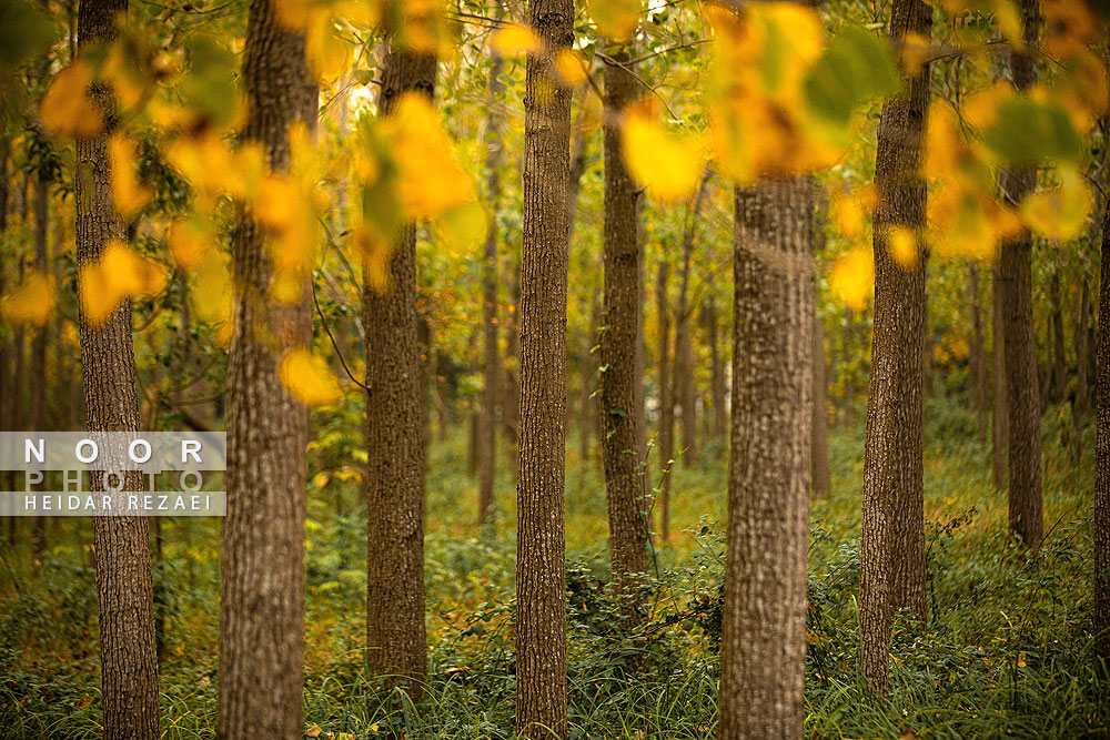طبیعت پائیزی جنگل دالخانی و نمک آبرود