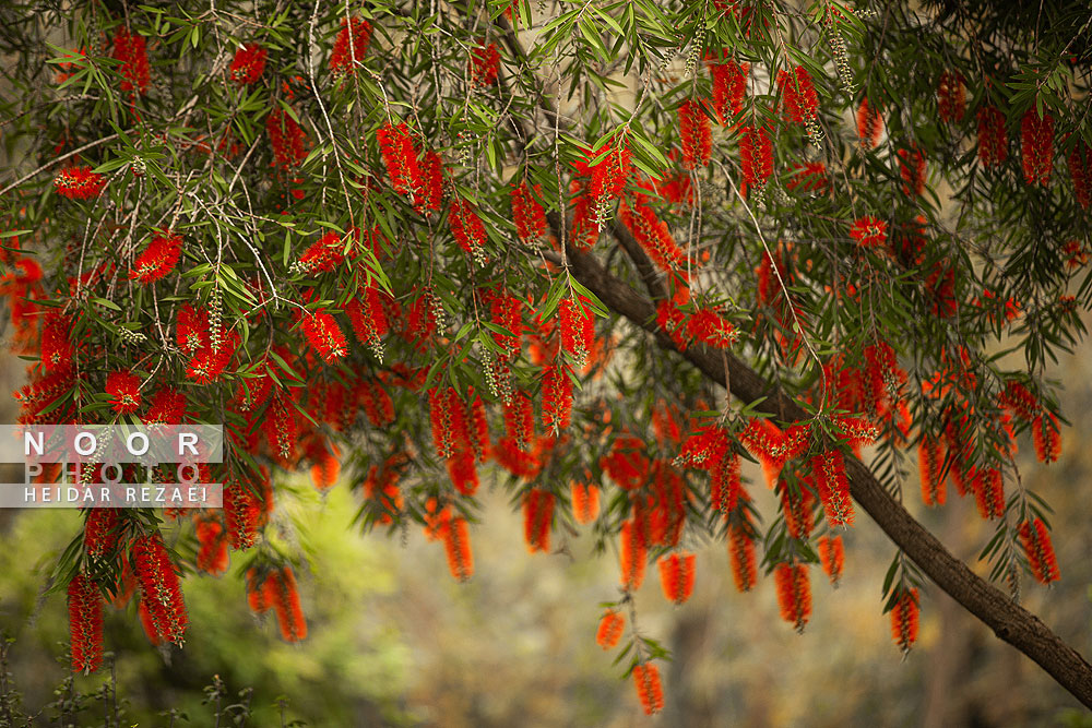 طبیعت پائیزی جنگل دالخانی و نمک آبرود