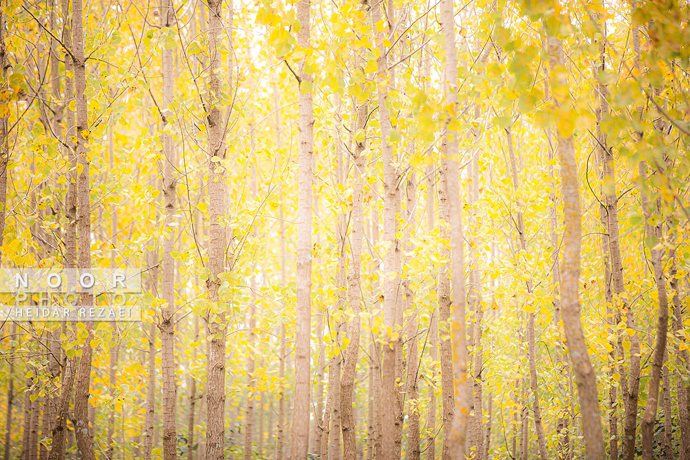 طبیعت پائیزی جنگل دالخانی و نمک آبرود