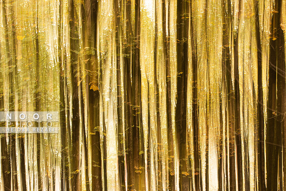 طبیعت پائیزی جنگل دالخانی و نمک آبرود