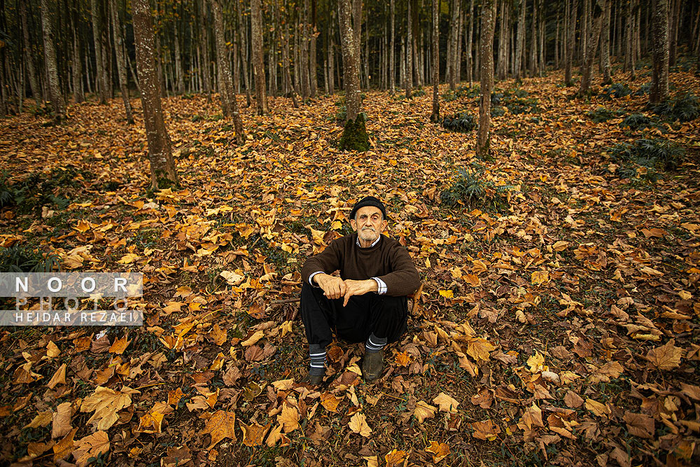 طبیعت پائیزی جنگل دالخانی و نمک آبرود