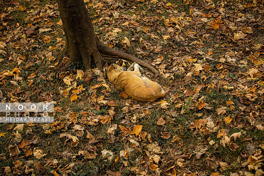 طبیعت پائیزی جنگل دالخانی و نمک آبرود
