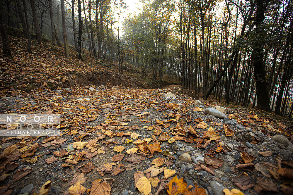 طبیعت پائیزی جنگل دالخانی و نمک آبرود