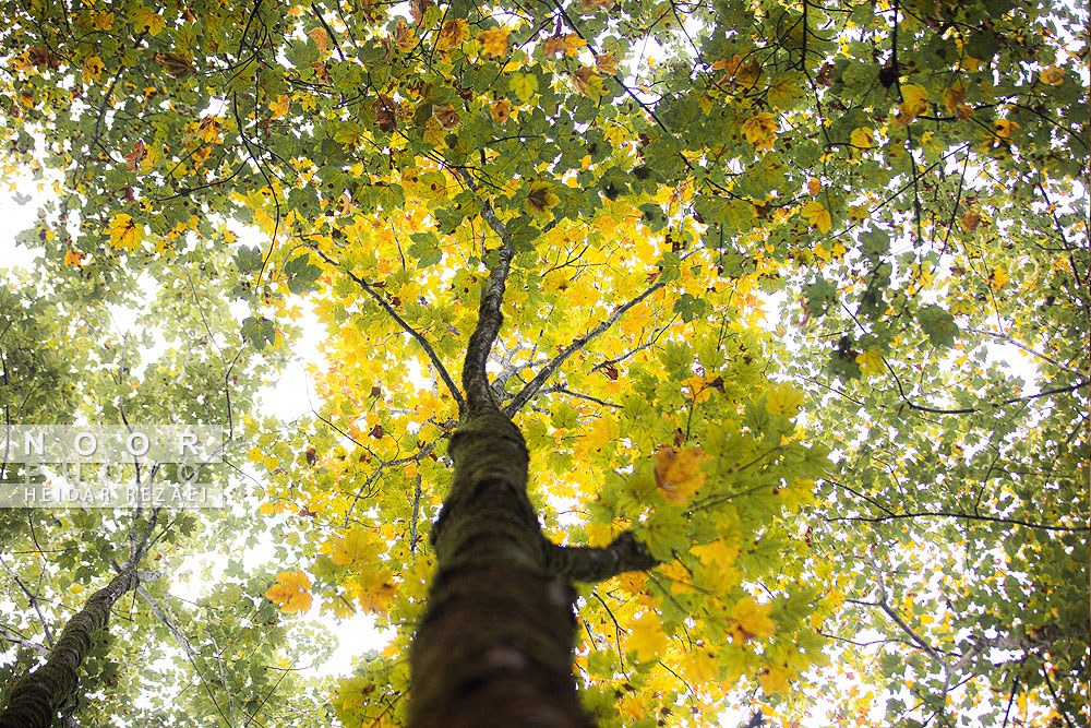 طبیعت پائیزی جنگل دالخانی و نمک آبرود