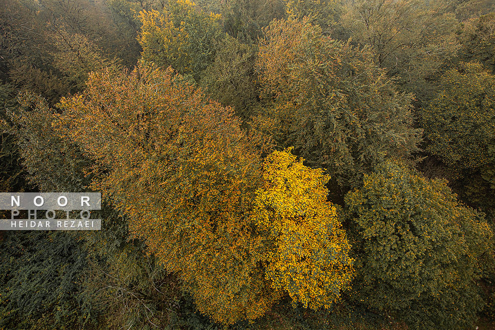 طبیعت پائیزی جنگل دالخانی و نمک آبرود