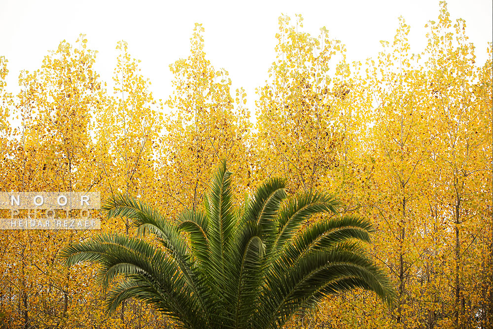 طبیعت پائیزی جنگل دالخانی و نمک آبرود