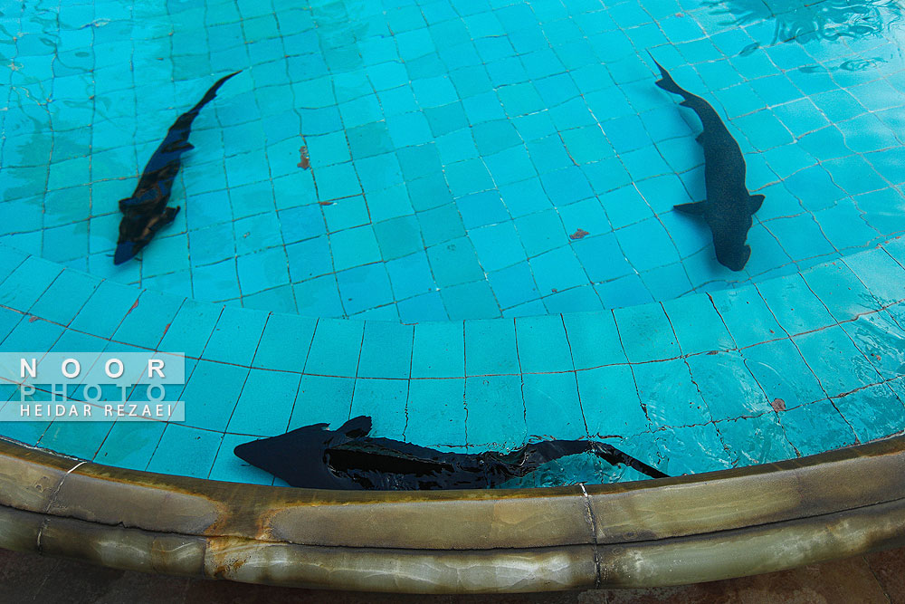 پردیس موزه ای رامسر