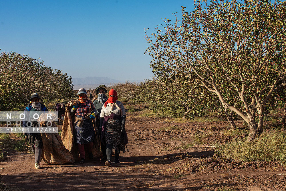 برداشت پسته از باغات نیشابور مشهد