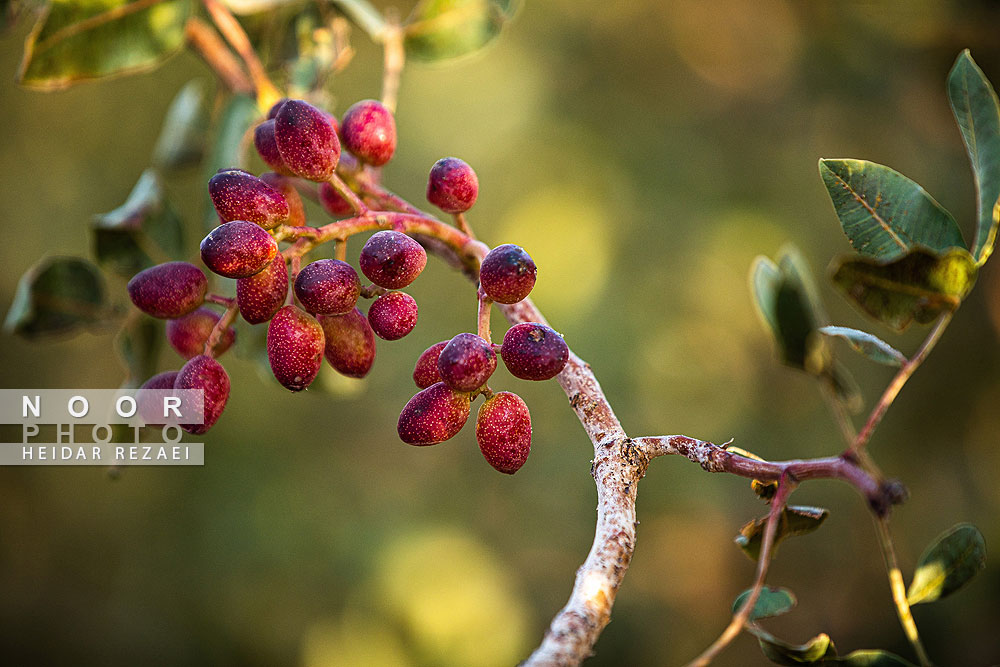 برداشت پسته از باغات نیشابور مشهد