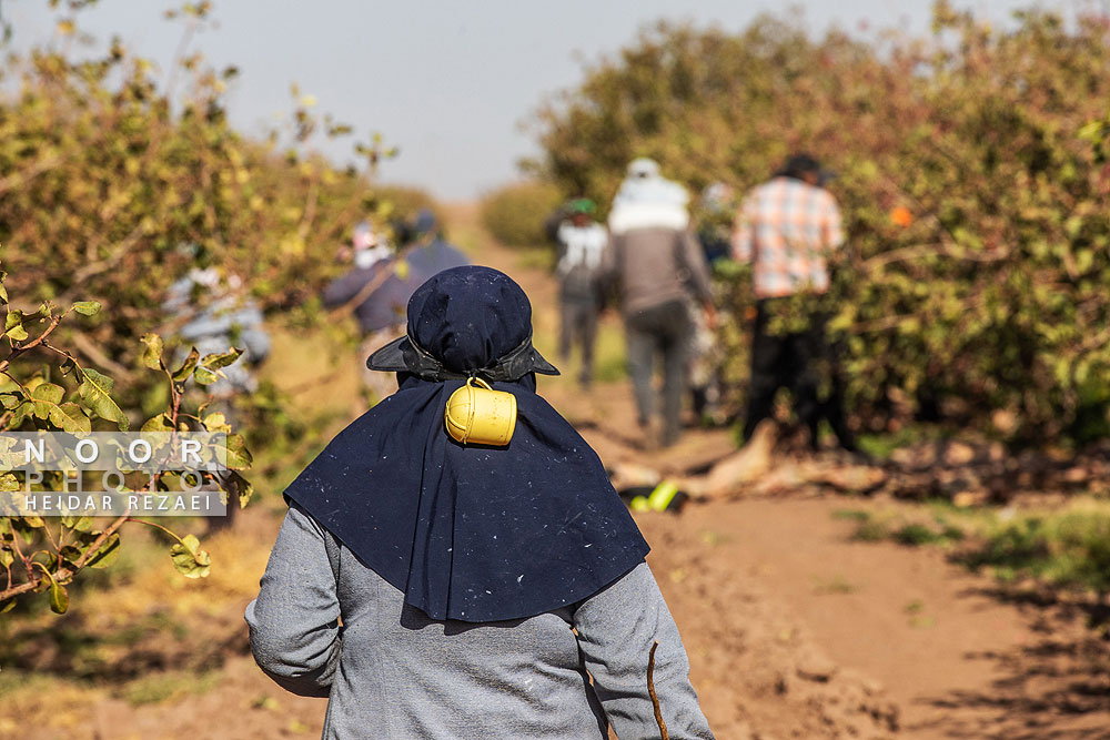 برداشت پسته از باغات نیشابور مشهد