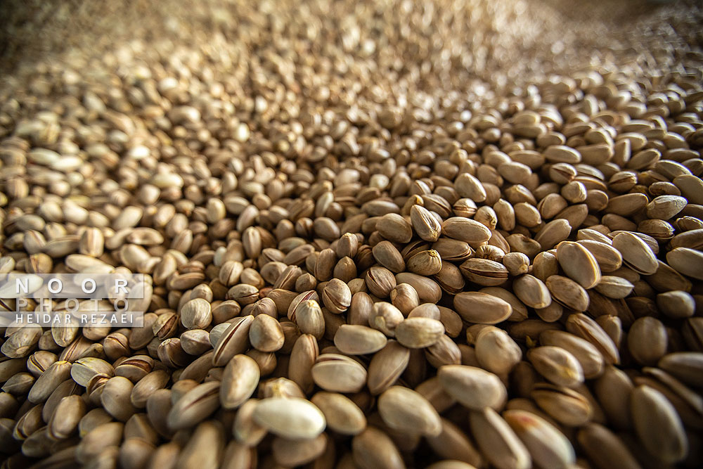 برداشت پسته از باغات نیشابور مشهد