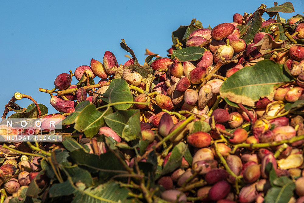 برداشت پسته از باغات نیشابور مشهد