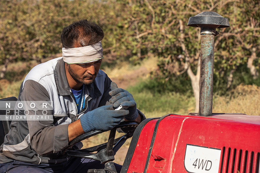 برداشت پسته از باغات نیشابور مشهد