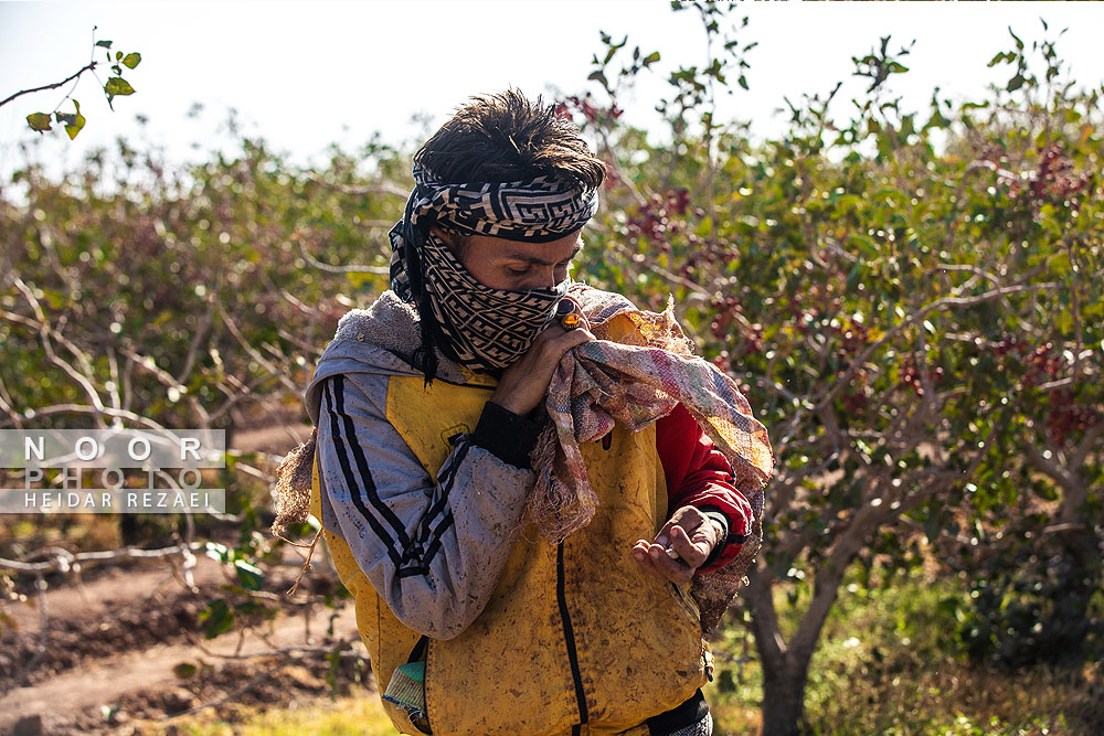 برداشت پسته از باغات نیشابور مشهد