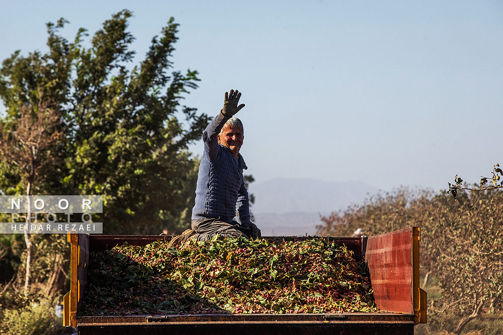 برداشت پسته از باغات نیشابور مشهد