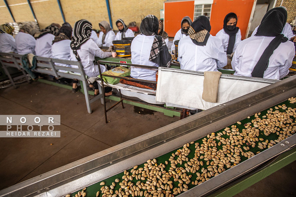 برداشت پسته از باغات نیشابور مشهد