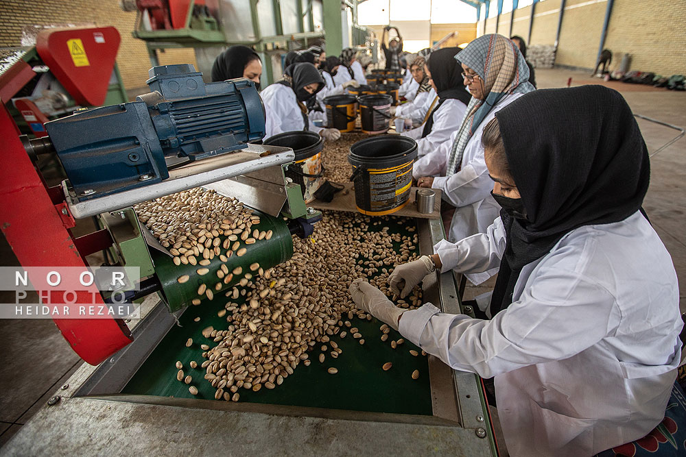 برداشت پسته از باغات نیشابور مشهد