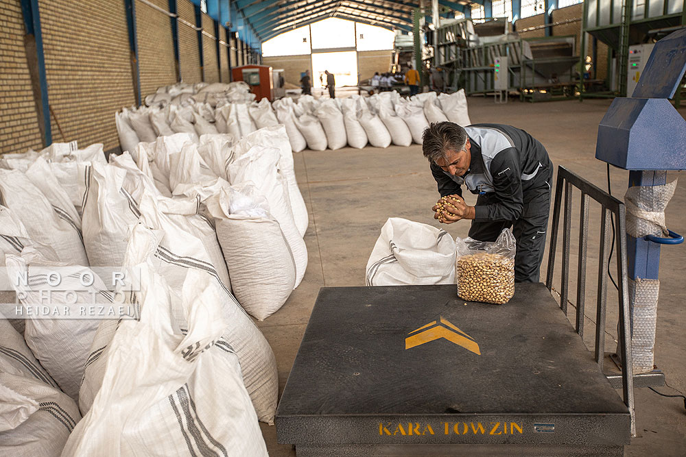 برداشت پسته از باغات نیشابور مشهد