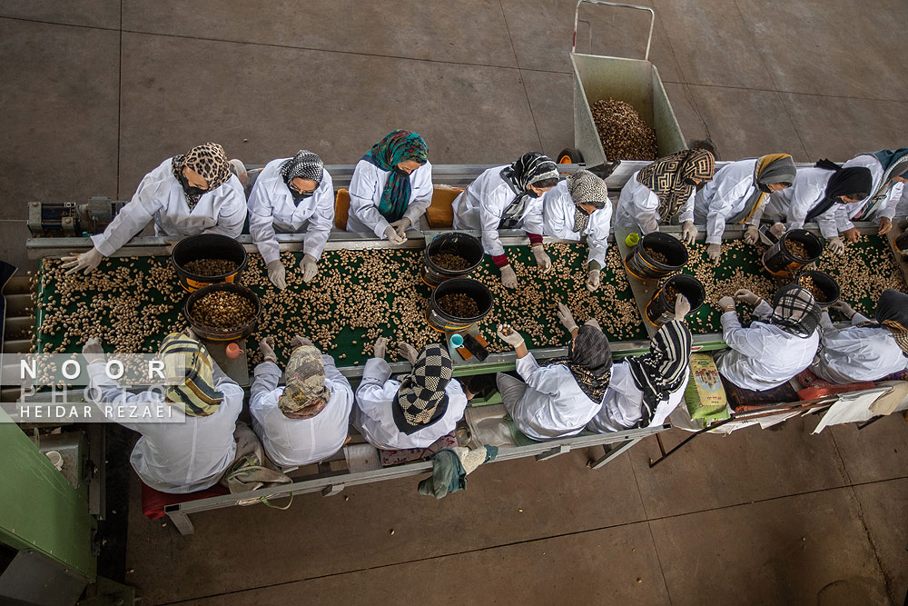 برداشت پسته از باغات نیشابور مشهد