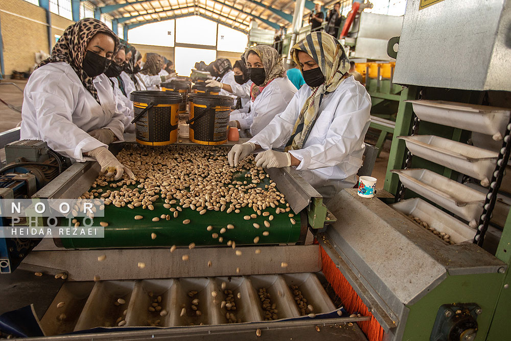 برداشت پسته از باغات نیشابور مشهد