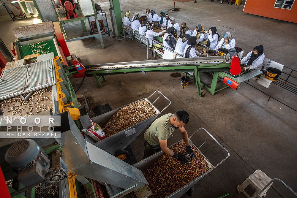 برداشت پسته از باغات نیشابور مشهد