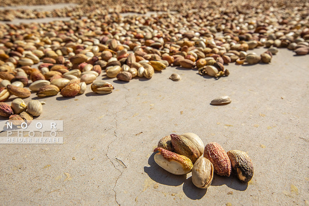 برداشت پسته از باغات نیشابور مشهد
