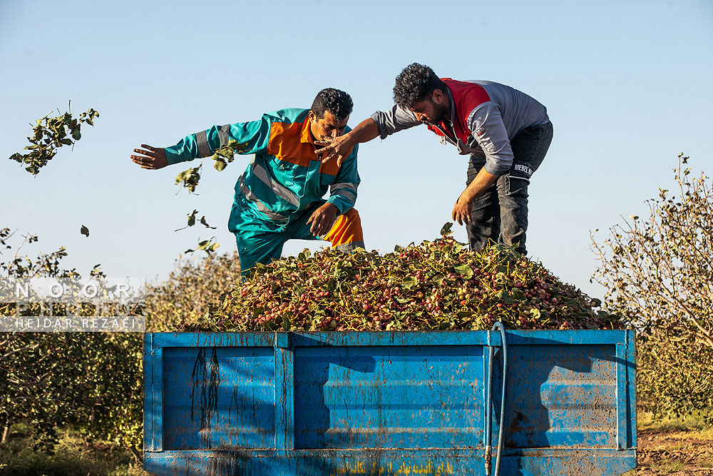 برداشت پسته از باغات نیشابور مشهد
