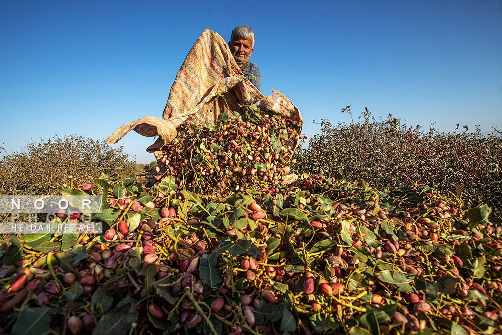 برداشت پسته از باغات نیشابور مشهد