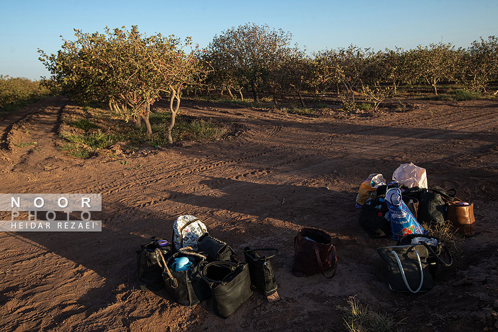 برداشت پسته از باغات نیشابور مشهد
