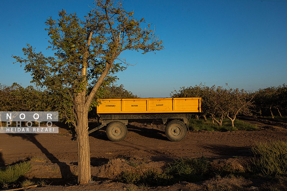 برداشت پسته از باغات نیشابور مشهد