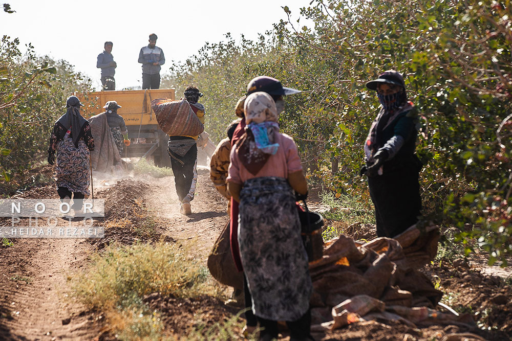 برداشت پسته از باغات نیشابور مشهد