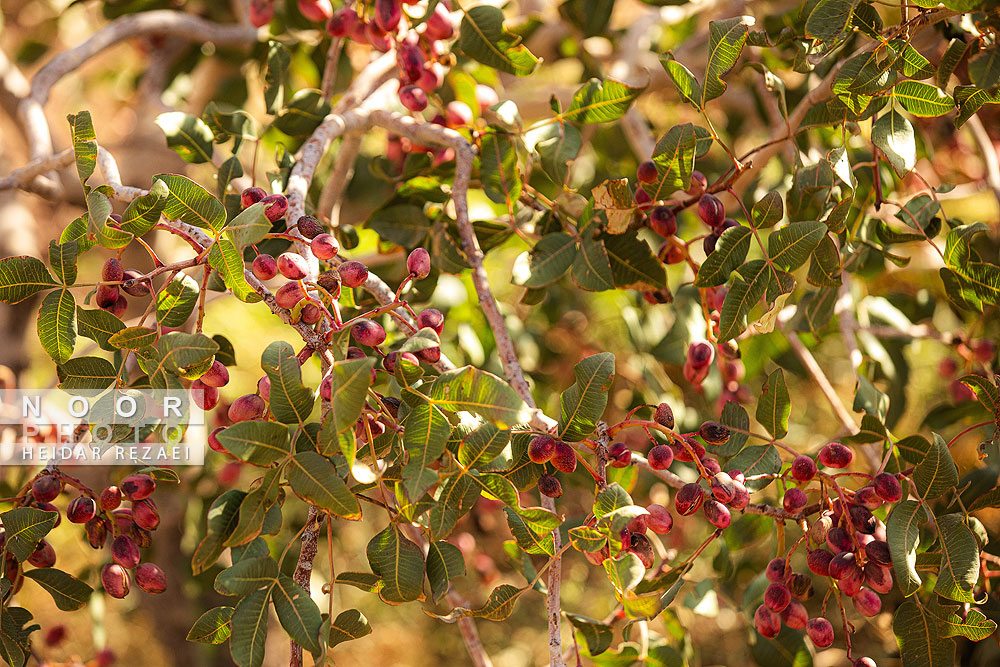 برداشت پسته از باغات نیشابور مشهد
