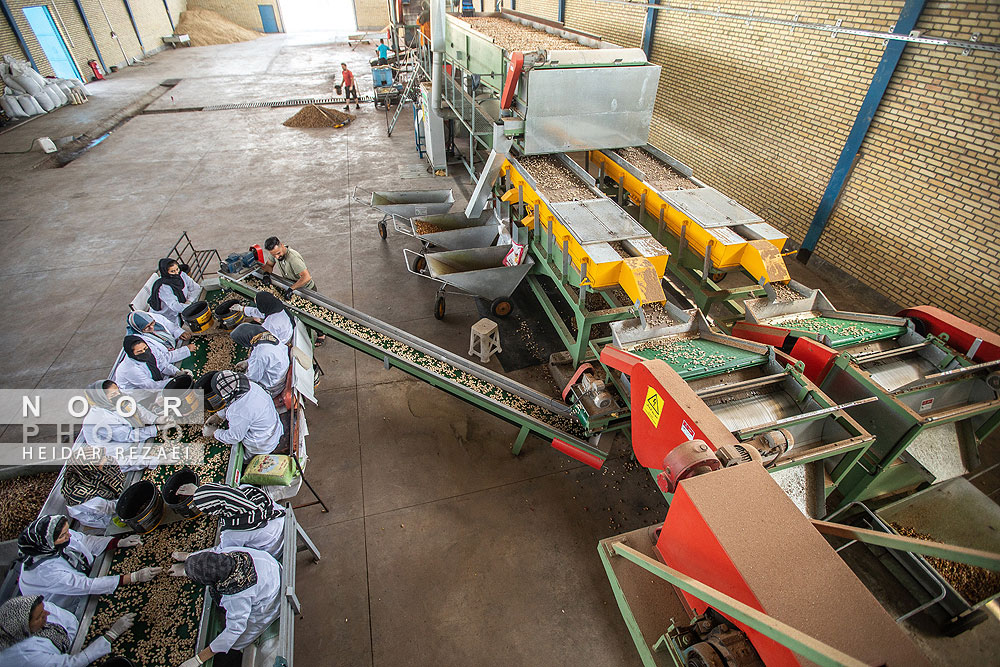 برداشت پسته از باغات نیشابور مشهد