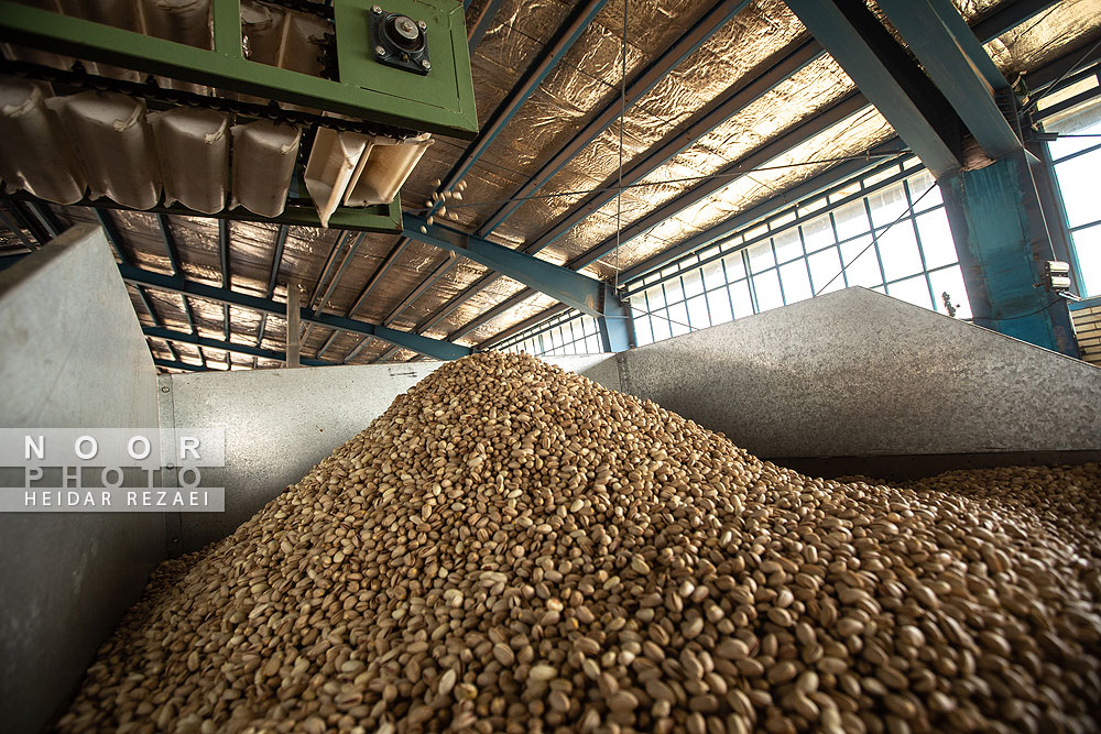 برداشت پسته از باغات نیشابور مشهد