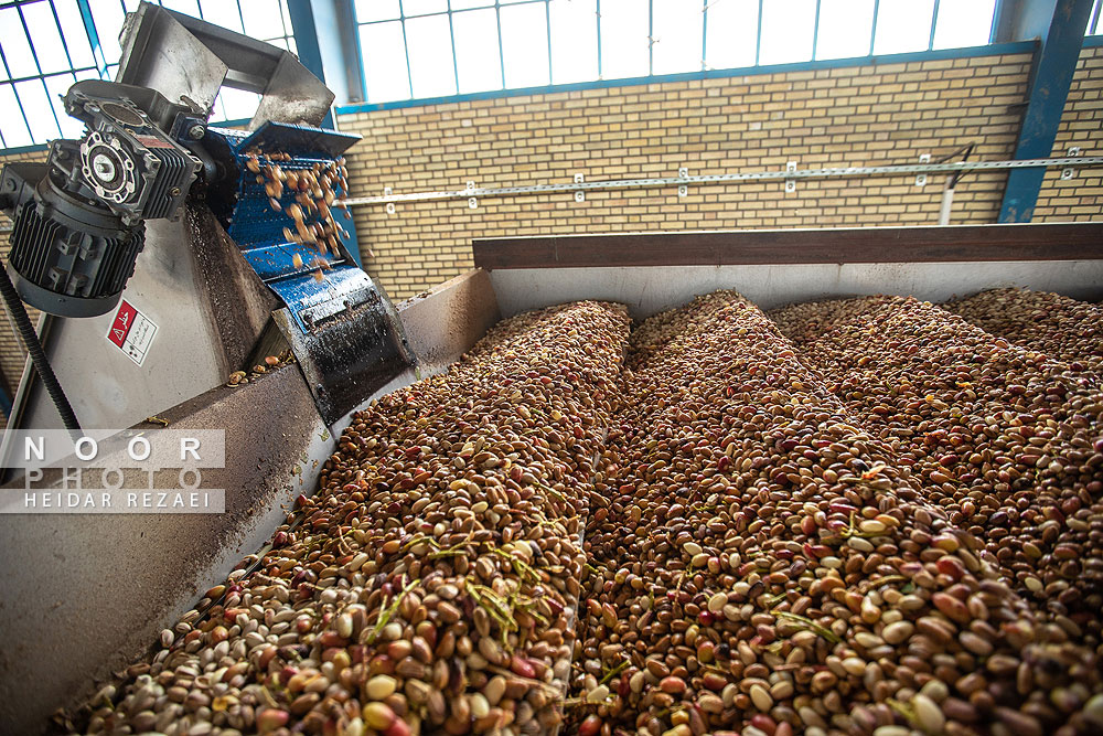 برداشت پسته از باغات نیشابور مشهد