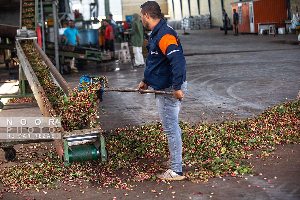برداشت پسته از باغات نیشابور مشهد