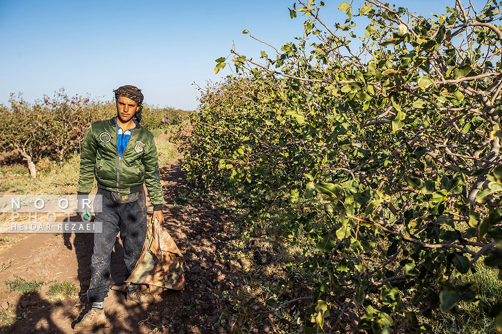 برداشت پسته از باغات نیشابور مشهد