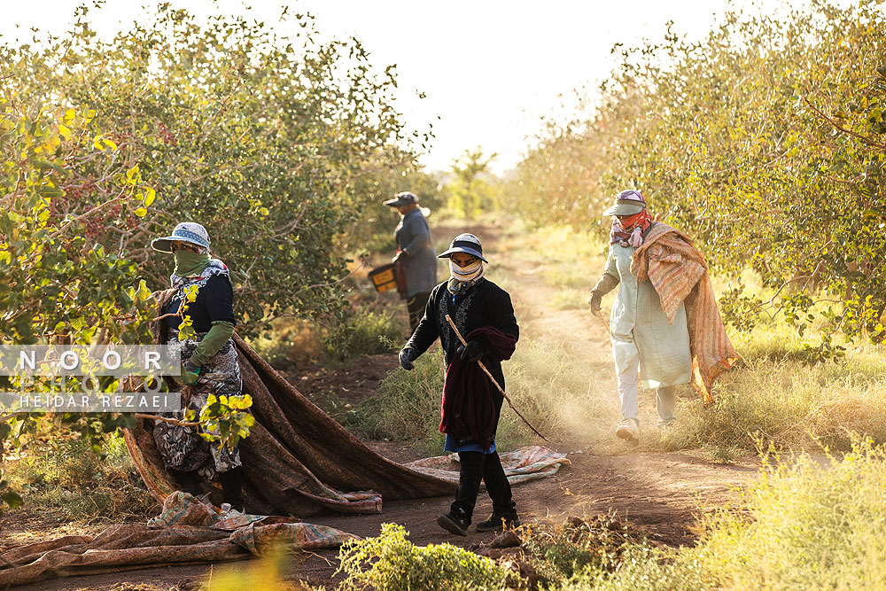 برداشت پسته از باغات نیشابور مشهد