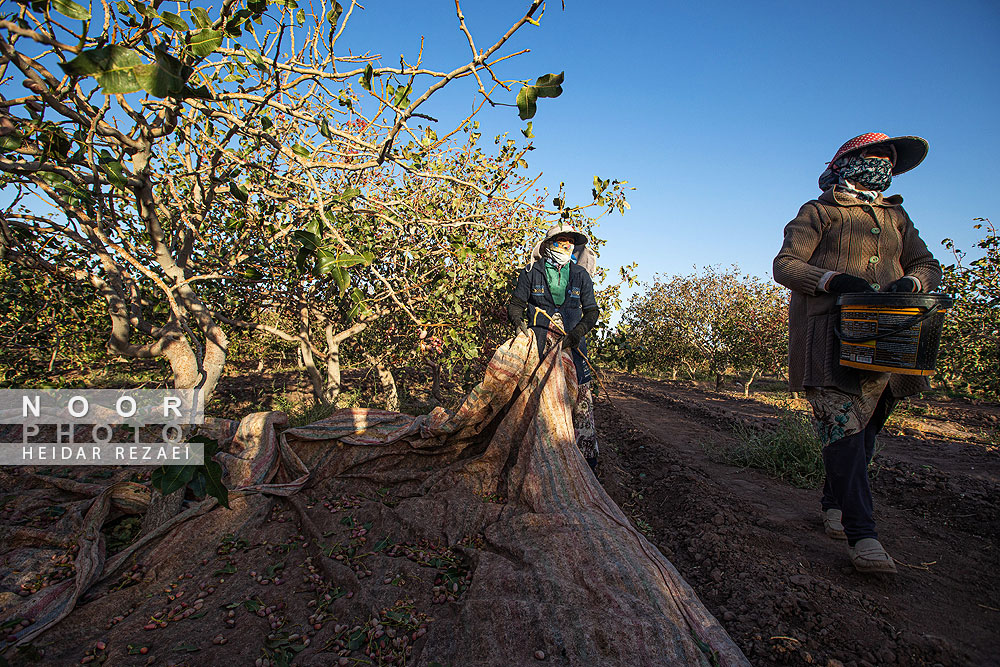 برداشت پسته از باغات نیشابور مشهد