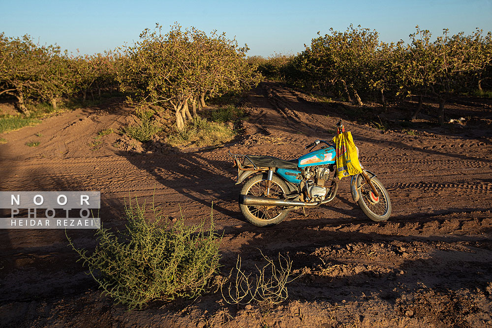 برداشت پسته از باغات نیشابور مشهد