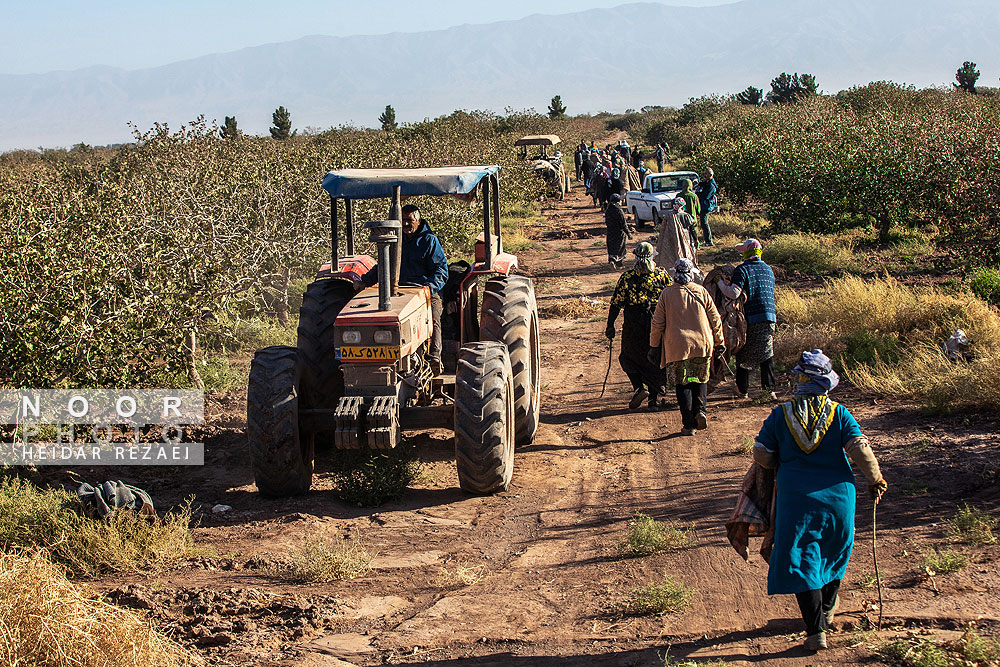 برداشت پسته از باغات نیشابور مشهد