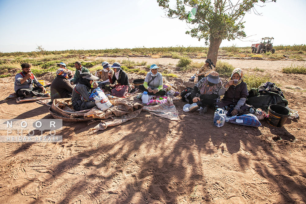 برداشت پسته از باغات نیشابور مشهد