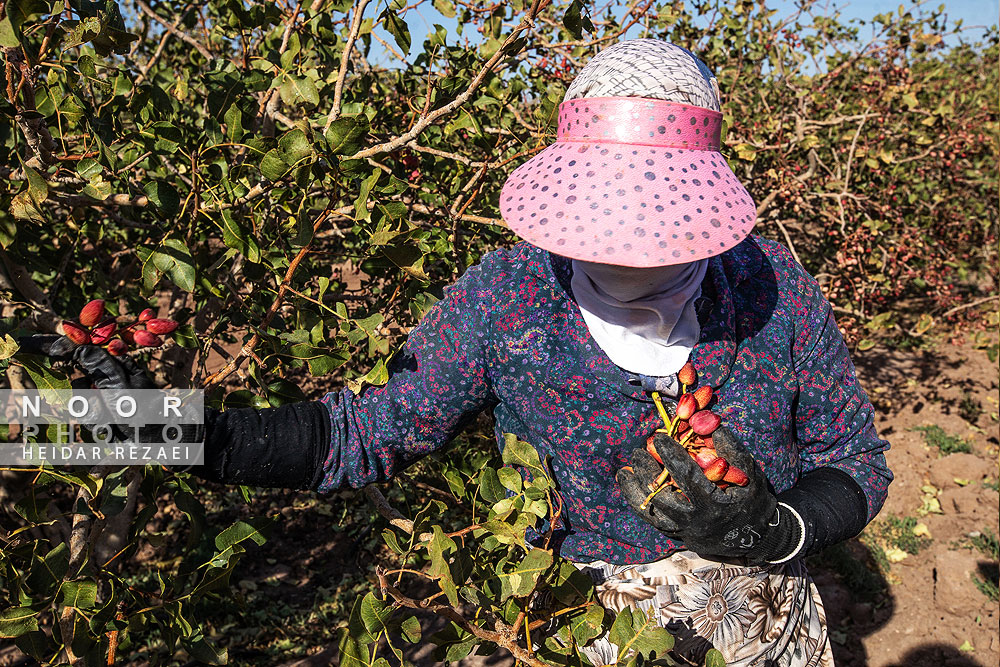 برداشت پسته از باغات نیشابور مشهد