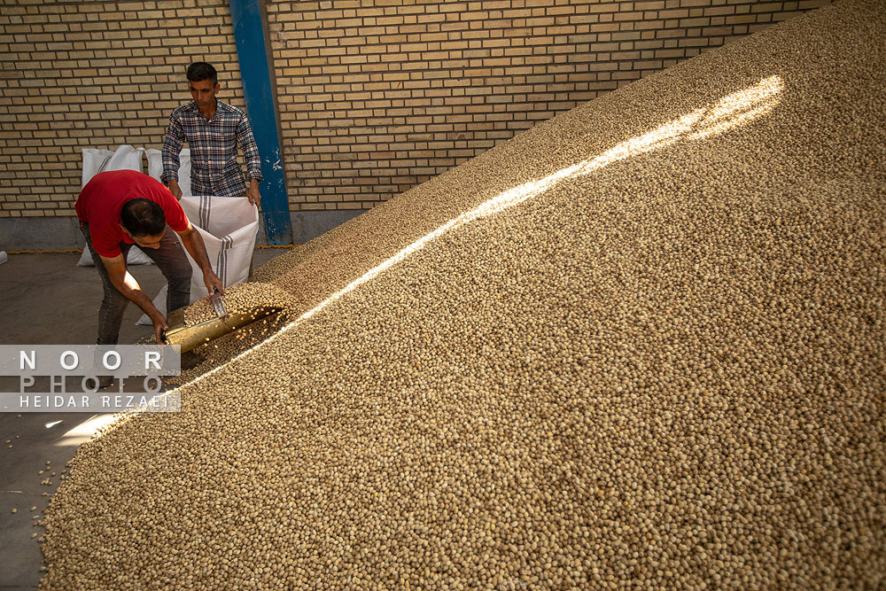 برداشت پسته از باغات نیشابور مشهد