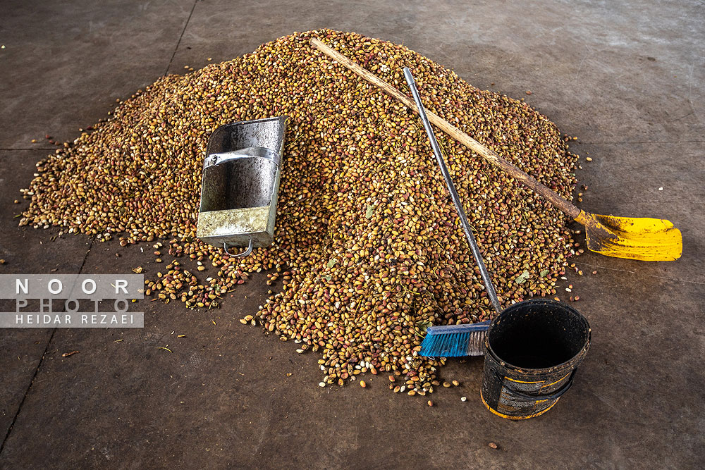 برداشت پسته از باغات نیشابور مشهد